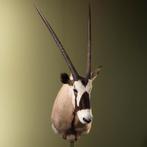 Oryx Gemsbok Taxidermie Opgezette Dieren By Max, Verzamelen, Dierenverzamelingen, Ophalen of Verzenden, Nieuw, Wild dier, Opgezet dier
