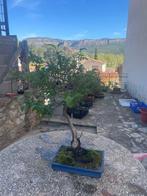 Sageretia bonsai (Sageretia theezans) - Hoogte (boom): 42 cm, Antiek en Kunst