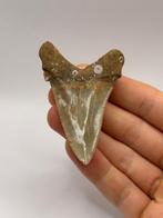 Haai - Fossiele tand - Otodus Angustidens - 7.4 cm - 5.9 cm, Verzamelen, Mineralen en Fossielen
