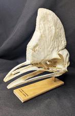 zuidelijke kasuaris Schedel - (Casuarius casuarius) - Museum
