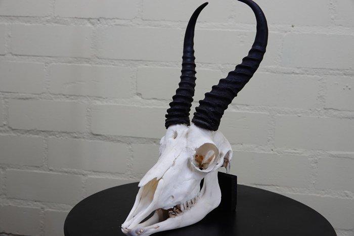 Springbok Schedel - Antidorcas marsupialis - 0 cm - 0 cm - 0, Antiek en Kunst, Curiosa en Brocante