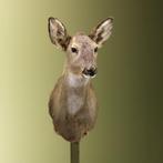 Reebok Wintervacht V Taxidermie Opgezette Dieren By Max, Verzamelen, Dierenverzamelingen, Ophalen of Verzenden, Nieuw, Wild dier