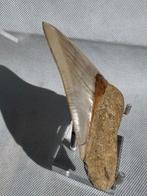 Megalodon - Fossiele tand - Carcharocles megalodon - 10.9 cm, Verzamelen