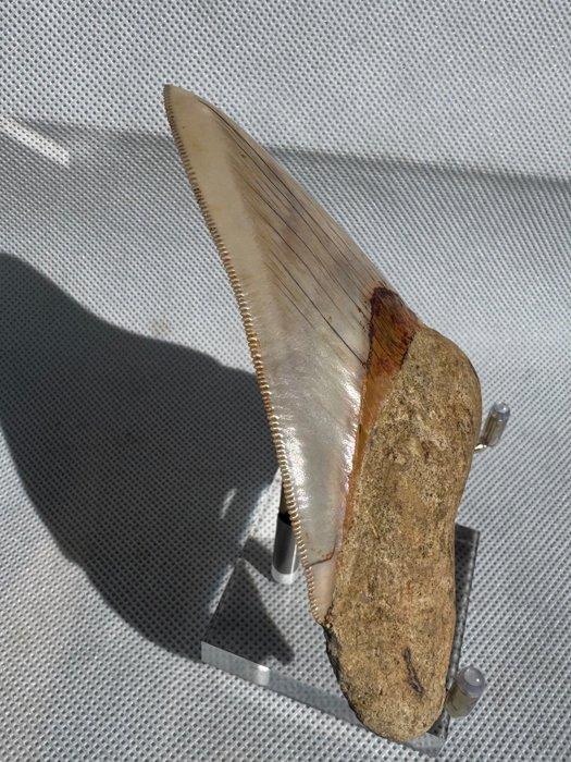 Megalodon - Fossiele tand - Carcharocles megalodon - 10.9 cm, Verzamelen, Mineralen en Fossielen