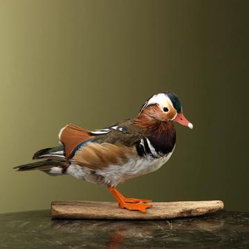 Mandarijneend Taxidermie Opgezette Dieren By Max, Ophalen of Verzenden, Opgezet dier