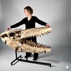 Mosasaurus - Fossiele schedel - 1,65 M - Mosasaurus, Verzamelen, Mineralen en Fossielen