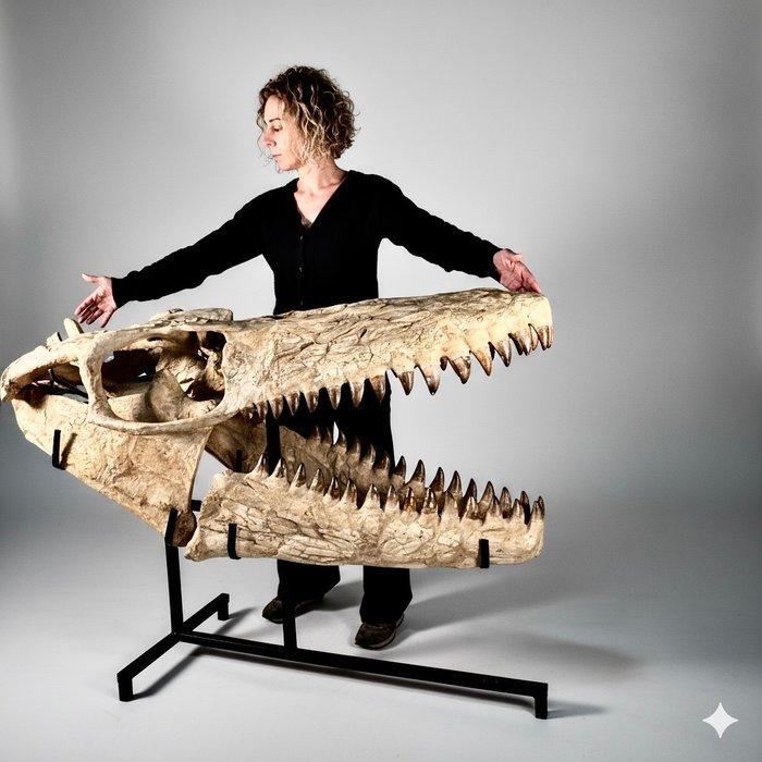 Mosasaurus - Fossiele schedel - 1,65 M - Mosasaurus, Verzamelen, Mineralen en Fossielen
