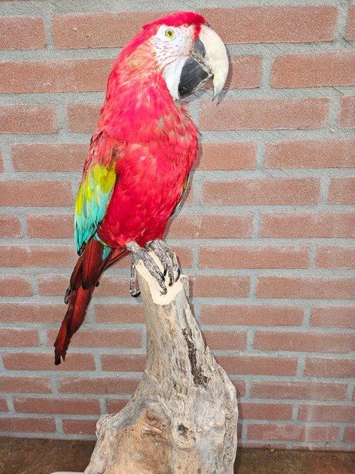 Ara à ailes vertes Support de corps entier pour taxidermie -, Verzamelen, Dierenverzamelingen
