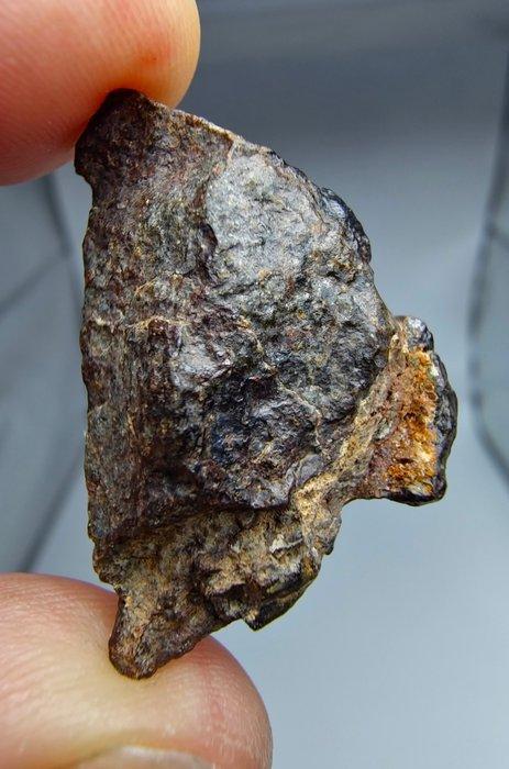 Lodranite meteoriet. NWA 17904. De meteoriet is een, Collections, Minéraux & Fossiles