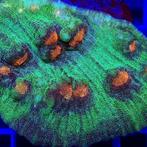 Chalice / Mycedium Elephantotus (Groen / Oranje) M (Ong. 6-7, Animaux & Accessoires, Poissons | Poissons d'aquarium