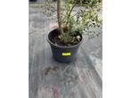 Quercus - Kurkeik - Sierboom, Tuin en Terras