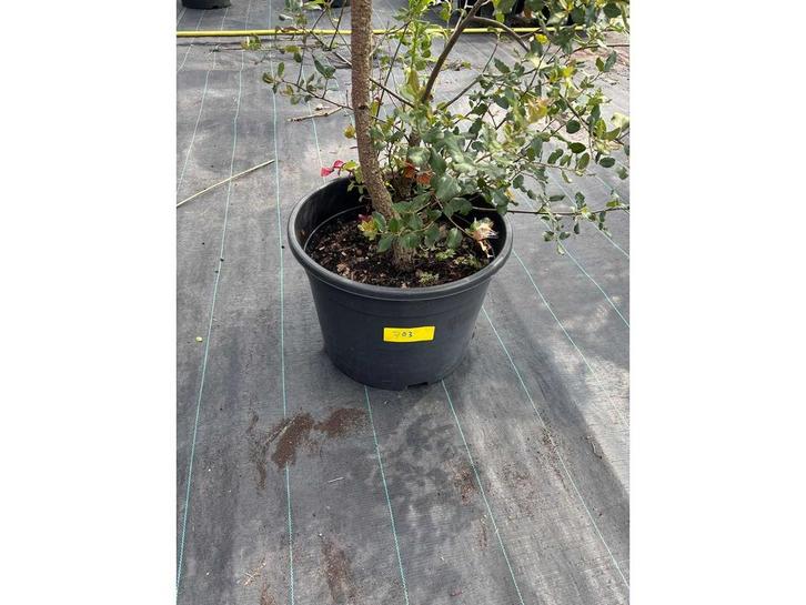 Quercus - Kurkeik - Sierboom, Tuin en Terras, Planten | Bomen