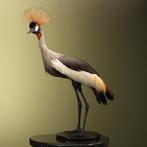 Grijze Kroonkraanvogel Taxidermie Opgezette Dieren By Max, Verzamelen, Dierenverzamelingen, Ophalen of Verzenden, Nieuw, Vogel