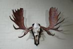 Large Northern Elk/Moose Schedel - Alces alces - 60 cm - 120, Nieuw