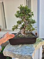 Bonsai van Azalea - Verzamelstuk - Hoogte (boom): 47 cm -