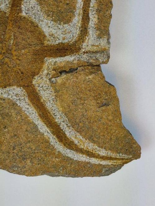Échinodermes - Animal fossilisé - 16 cm (Sans Prix de, Verzamelen, Mineralen en Fossielen