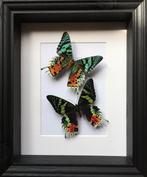 Papillon de nuit Support de corps entier pour taxidermie -, Nieuw