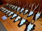 Ree Taxidermie wandmontage - Capreolus capreolus - 20 cm -, Nieuw