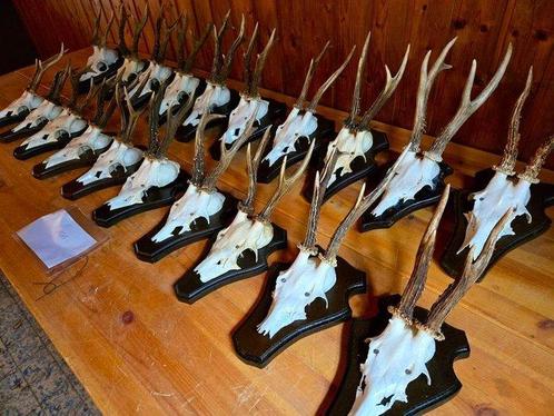 Ree Taxidermie wandmontage - Capreolus capreolus - 20 cm -, Verzamelen, Dierenverzamelingen