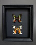 Vlinder Taxidermie volledige montage - Urania ripheus - 25, Verzamelen, Nieuw