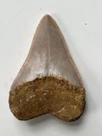Megalodon tand 6,6 cm - Fossiele tand - Carcharocles