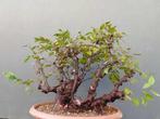 Bonsaï Charme (Carpinus) - Hauteur (arbre) : 39 cm -