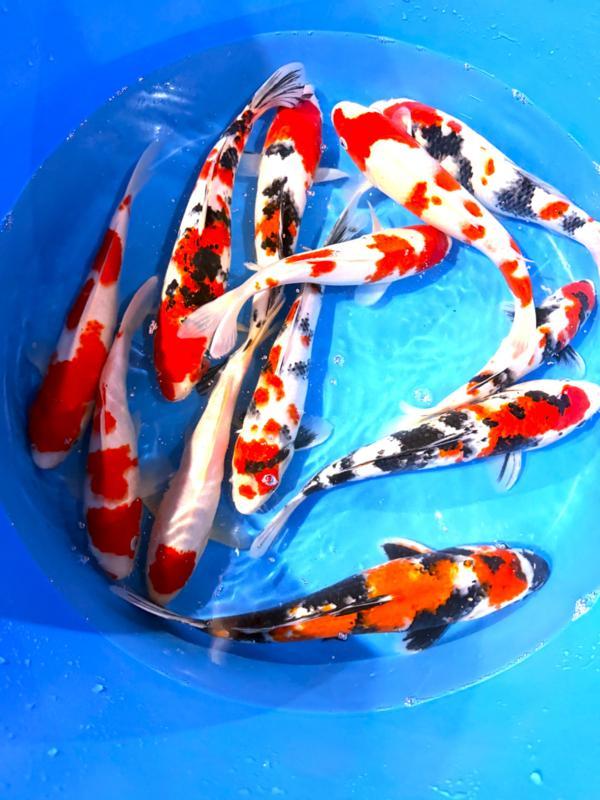 Hirasawa Marusei 30-37cm (Japanse Koi), Jardin & Terrasse, Étangs, Enlèvement ou Envoi
