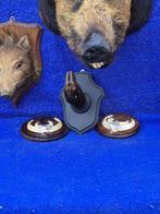 Wild zwijn Taxidermie volledige montage - Sus scrofa - lot, Verzamelen, Nieuw
