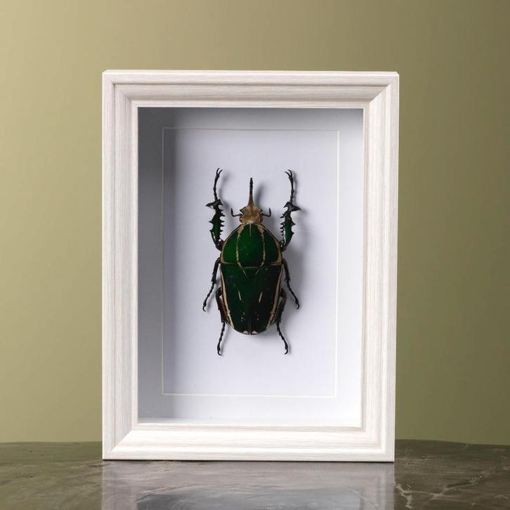 Mecynorhina Kever in Lijst, Verzamelen, Dierenverzamelingen, Opgezet dier, Nieuw, Insect, Ophalen of Verzenden