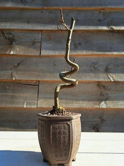 liquidambar bonsai - Hoogte (boom): 25 cm - Diepte (boom):, Antiek en Kunst, Curiosa en Brocante