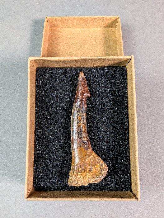 Krijtzaagvis - Fossiele tand - Onchopristis numidus - 7.4 cm, Verzamelen, Mineralen en Fossielen