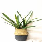 Orchideebladeren smal blad en wortel cymbidium latex +/-50cm, Huis en Inrichting, Nieuw