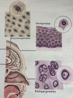 Vintage medische schoolkaart – “Zelle – Gewebe – Organ” -