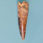Dinosaurus - Fossiele tand - Spinosaurus aegyptiacus - 73 mm, Verzamelen, Mineralen en Fossielen