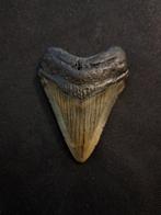 Megalodon - Fossiele tand - nice USA MEGALODON TOOTH - 6.9