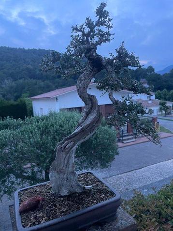Bonsaï Olivier (Olea europaea) - Hauteur (arbre) : 52 cm - beschikbaar voor biedingen