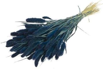 Setaria Trosgierst Siergras Dark Blue beschikbaar voor biedingen