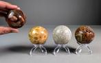 Mooi assortiment fossiele sferen (hout, koraal, ammoniet,
