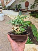 Carmona on Stone - Hoogte (boom): 15 cm - Diepte (boom): 18