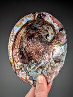 Uitstekende gepolijste bruine abalone schelp. Zeeschelp -, Verzamelen, Nieuw