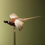 Fazant Vliegend Taxidermie Opgezette Dieren By Max, Ophalen of Verzenden, Nieuw, Vogel, Opgezet dier
