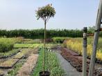 Sierstam - Photinia (x1), Tuin en Terras, Planten | Bomen