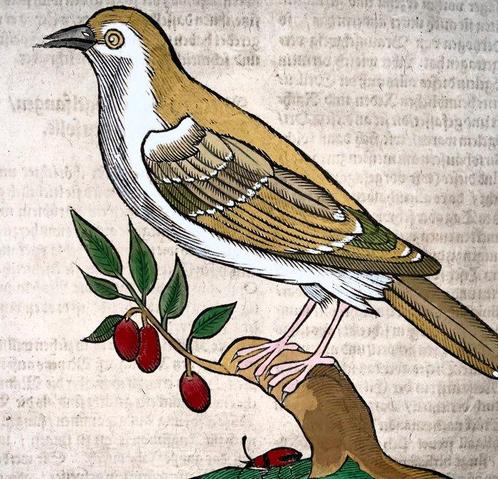Conrad Gesner [1516-1565], Konrad Gessner, woodcut to one, Antiek en Kunst, Antiek | Boeken en Manuscripten