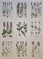 Barla,Jean Baptiste (1817-1896) - Lot. of 9 tavole Flore, Antiek en Kunst