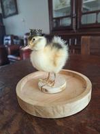 Taxidermie dun petit canard ou caneton monté dans un bocal, Antiek en Kunst