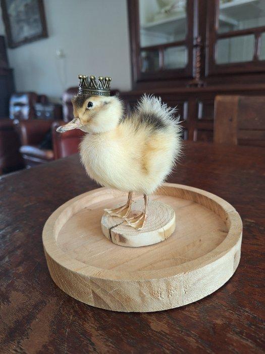 Taxidermie dun petit canard ou caneton monté dans un bocal, Antiek en Kunst, Curiosa en Brocante