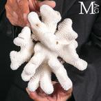 Coral Branch - White Coral - Acropora Florida -