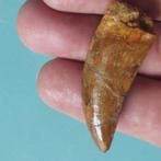 Dinosaurus - Fossiele tand - Carcharodontosaurus sp. - 53 mm