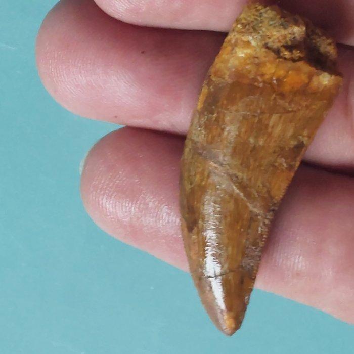Dinosaurus - Fossiele tand - Carcharodontosaurus sp. - 53 mm, Verzamelen, Mineralen en Fossielen