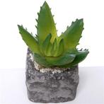 Actie SUCCULENT in steeneffectpotje 7.5cm Succulent, Huis en Inrichting, Woonaccessoires | Kunstplanten en Kunstbloemen, Nieuw